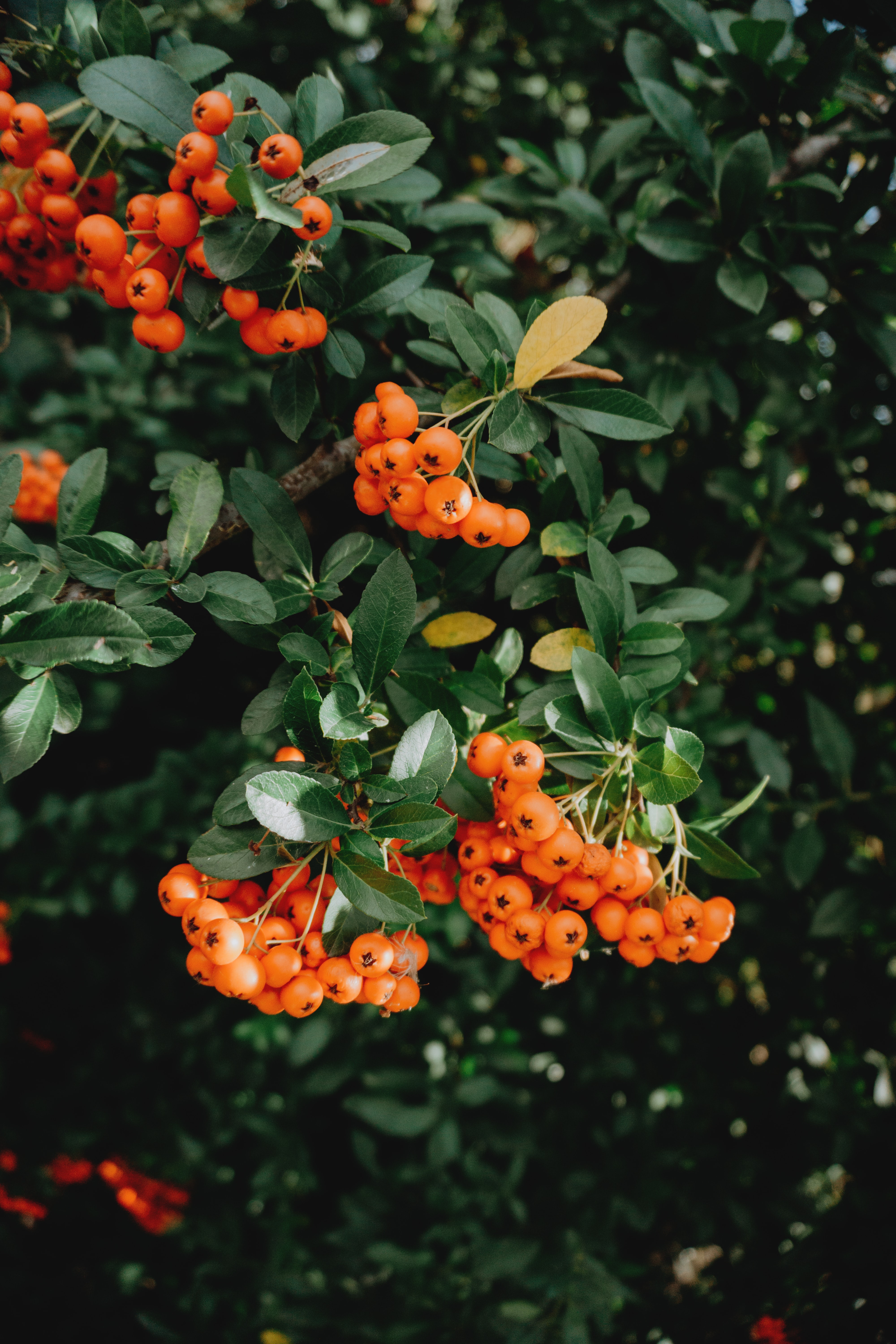 Sea Buckthorn